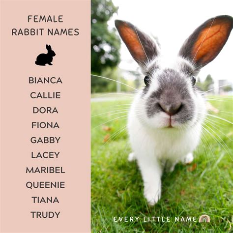 cute black bunny names|black female rabbit names.